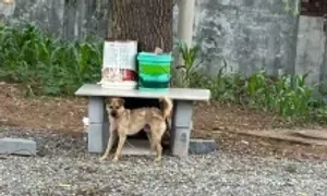 Án mạng từ việc chó cắn hàng xóm nên bị đánh chết